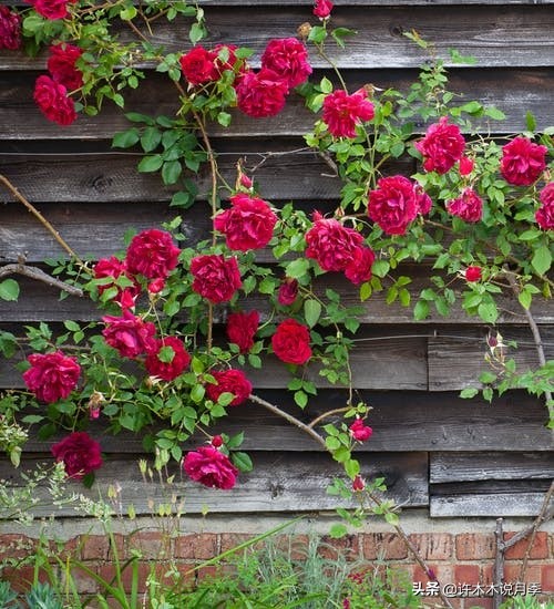 最好种植的藤本月季，种下一颗小苗，收获一片花海