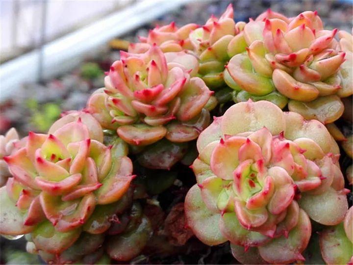 100种常见多肉的养法图片大全,60种好度夏的多肉植物