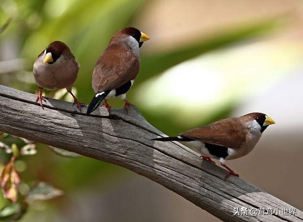 国内允许饲养的鸟一览表,中国合法允许饲养的大型鸟