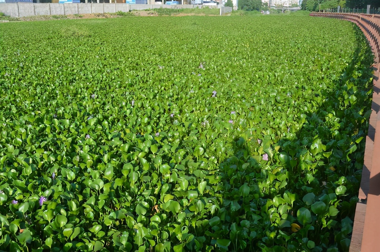 加拿大一枝花是入侵物种吗,加拿大一枝花为何必须铲除