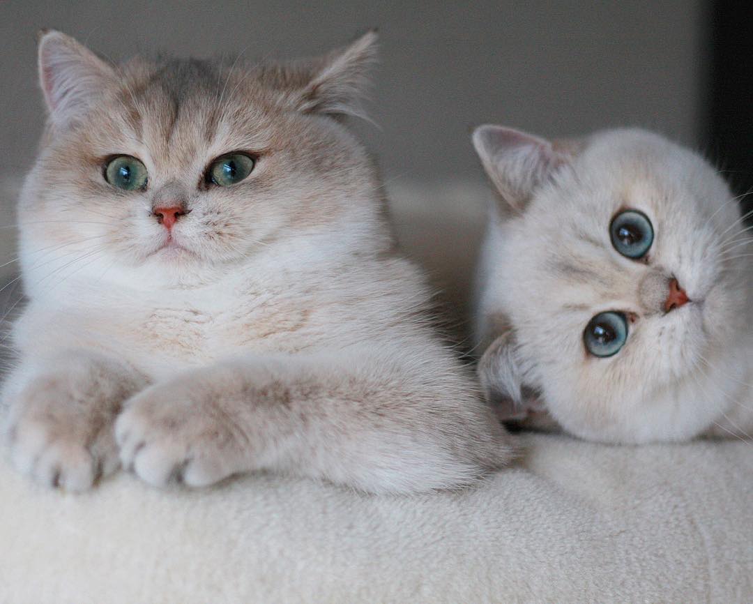 当猫咪呕吐时,猫咪出现呕吐的症状是怎么回事