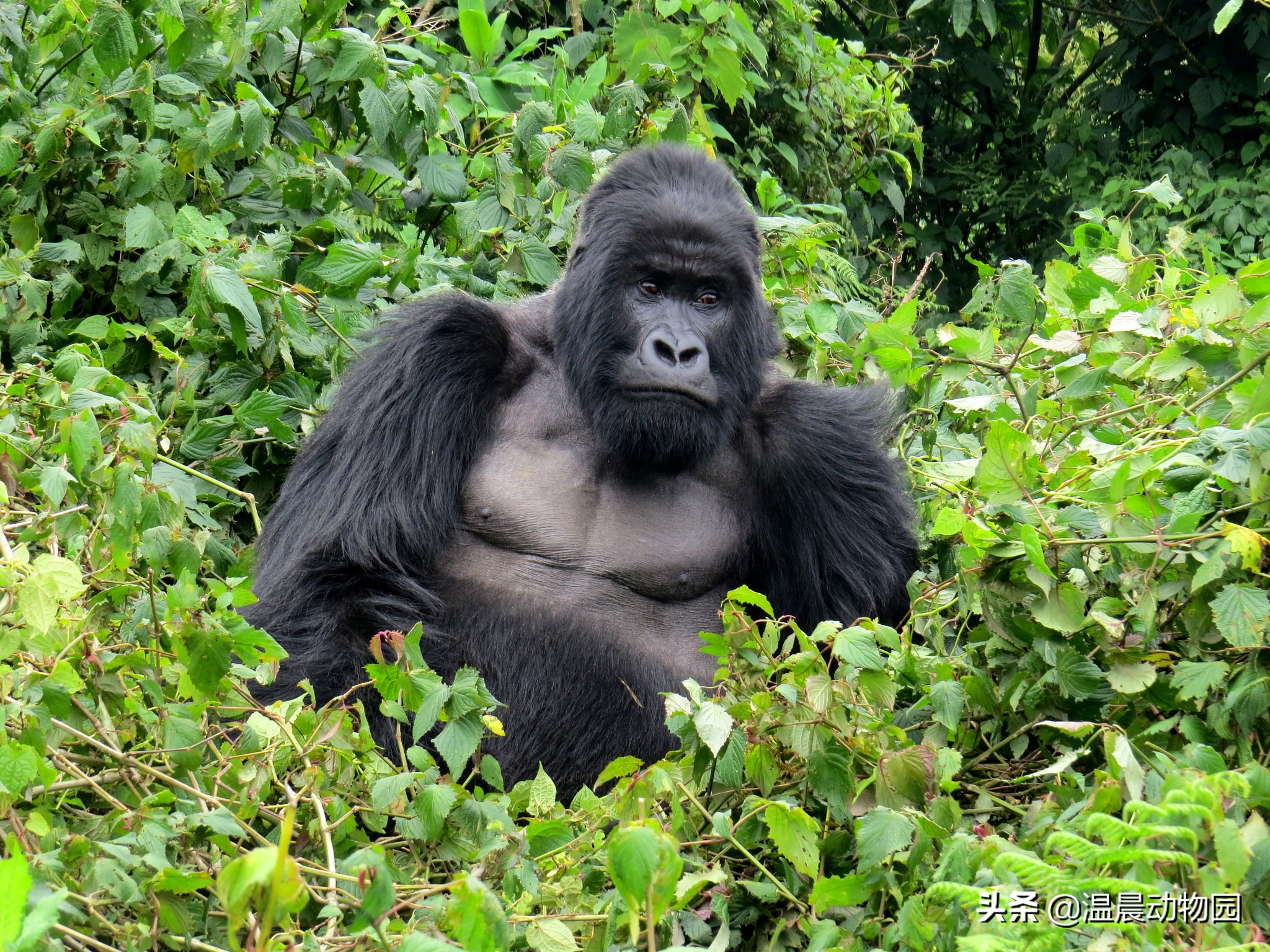 大猩猩真的不是假的,大猩猩说人类愚蠢是真的吗