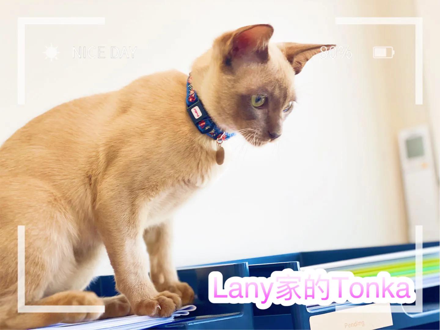 猫与女人相似之处,猫像女人