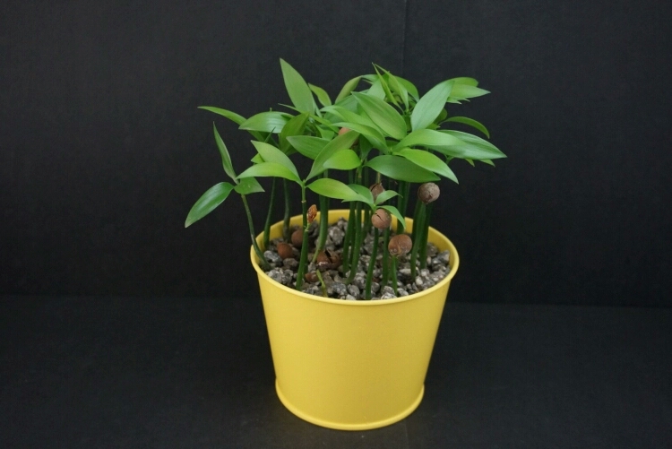 5月份刚上盆的阳台多肉怎么养护,多肉植物夏季养护问题讲解