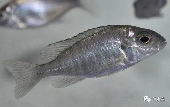 三湖慈鲷马鲷孔雀鱼多久发色,三湖慈鲷鱼之马鲷鱼