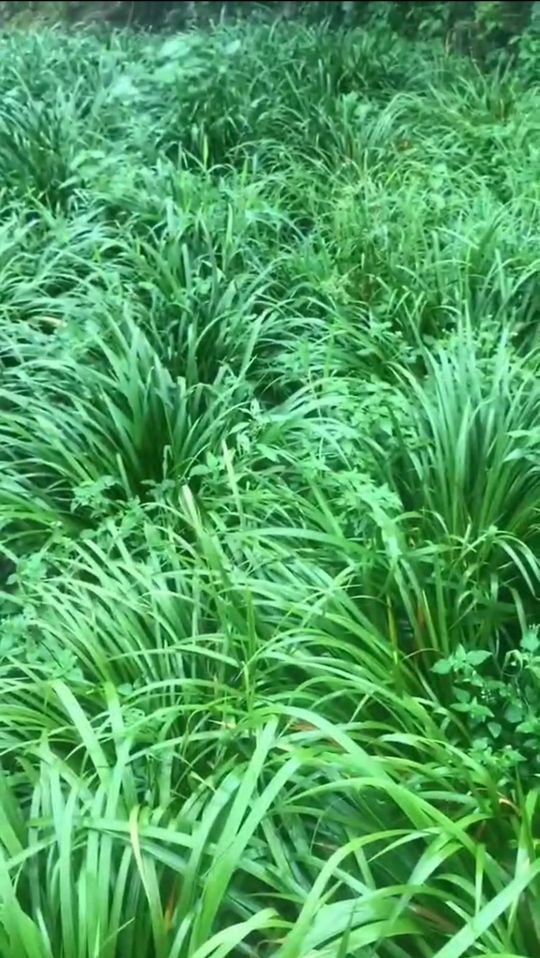 农村种植药材创业项目推荐,农村创业种植药材新模式