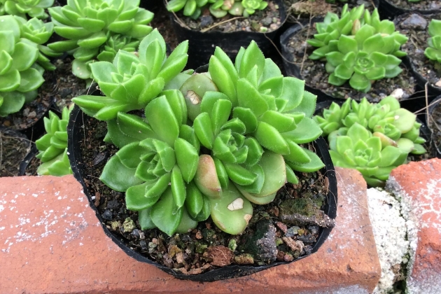 蒂亚多肉植物怎么养,多肉蒂亚小苗怎么养好