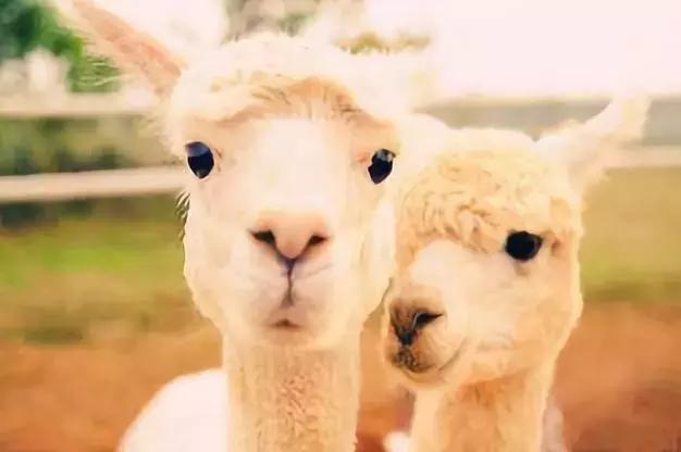 大明的武德为何长期欠费?战马不行不给力啊