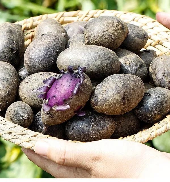 黑土豆市场前景如何,黑土豆一亩收入多少