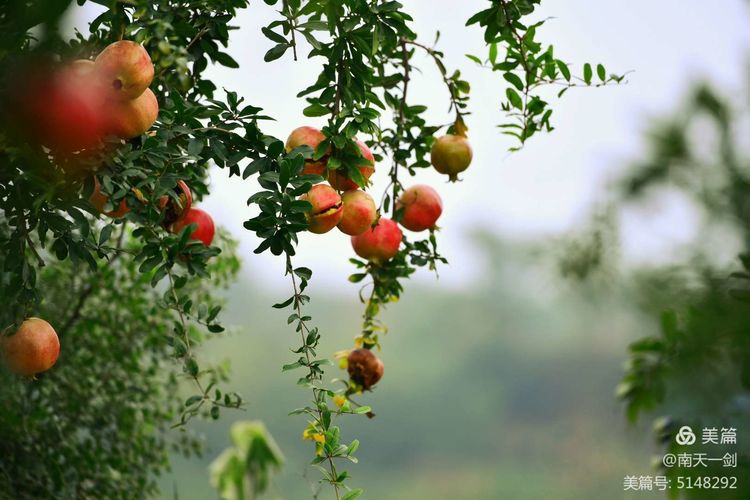 石榴一般几月份熟,石榴怎么判断熟了