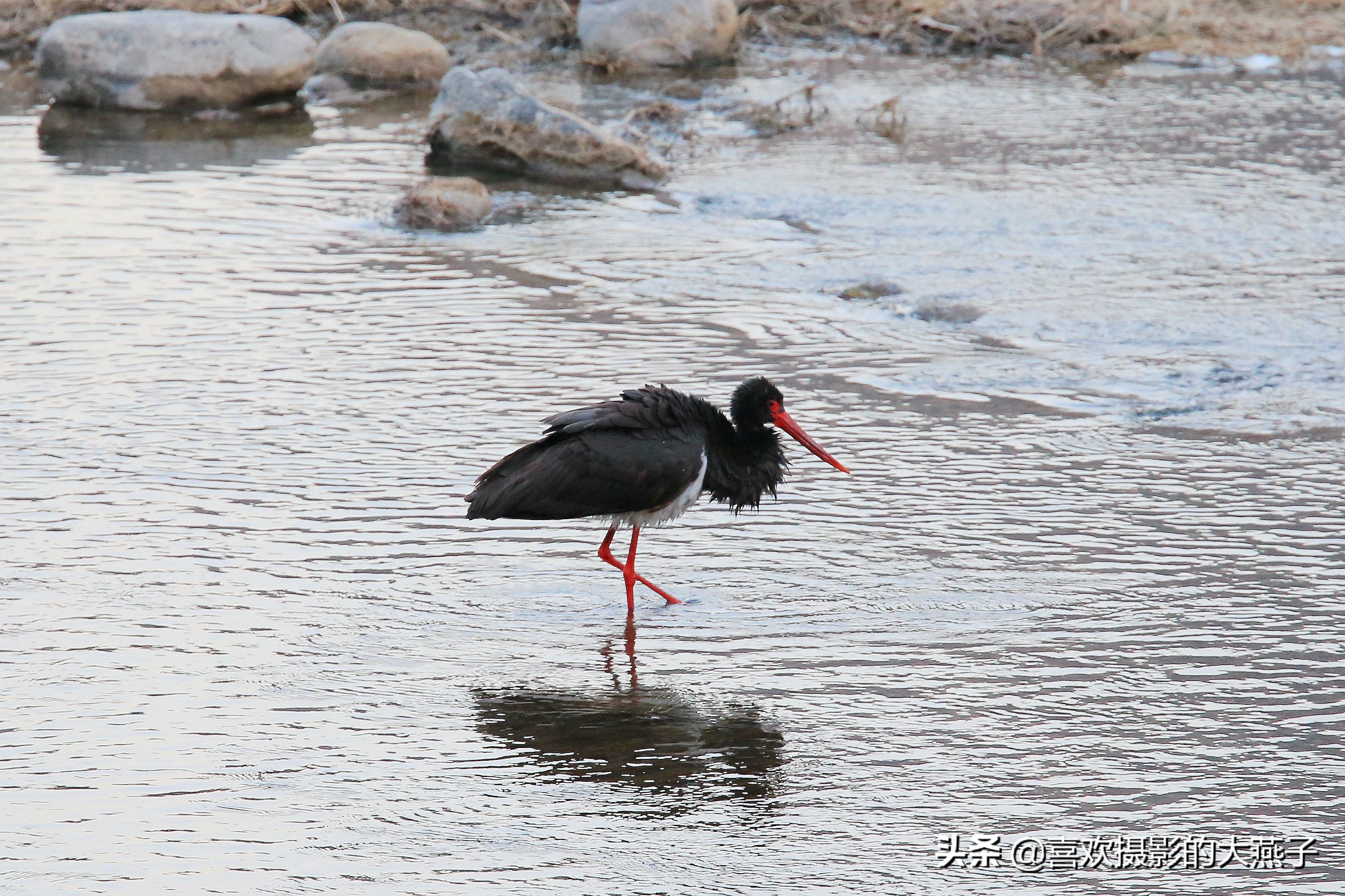 閲庣敓榛戦钩,榛戦钩椋炵繑鍥剧墖