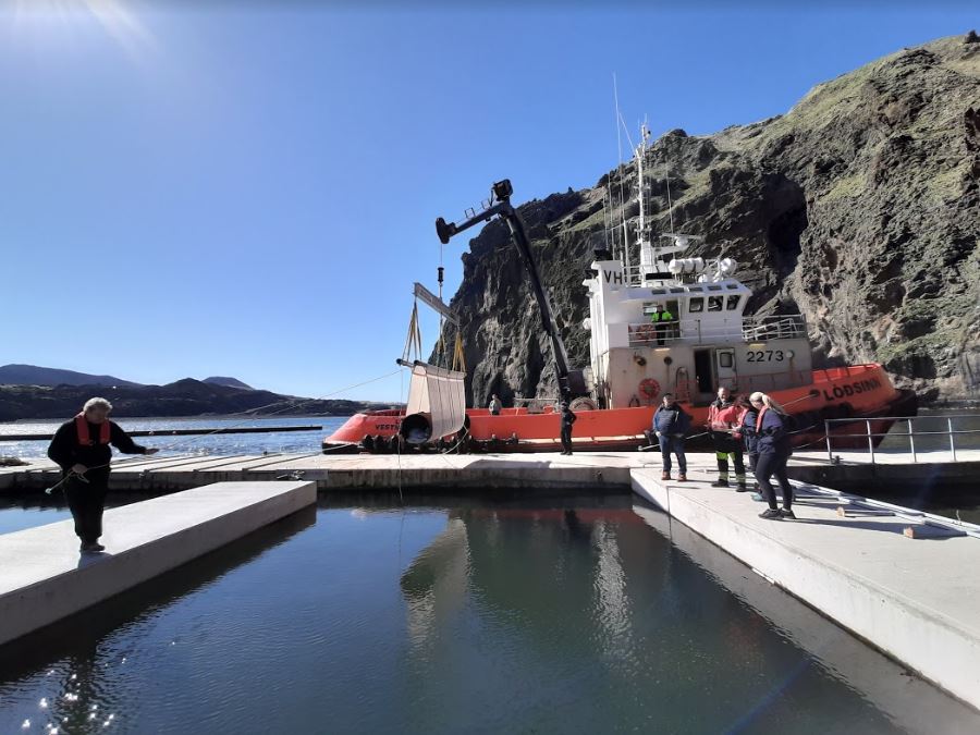 两岁时被抓表演节目数10年，放生计划让白鲸兄妹露出灿烂笑容