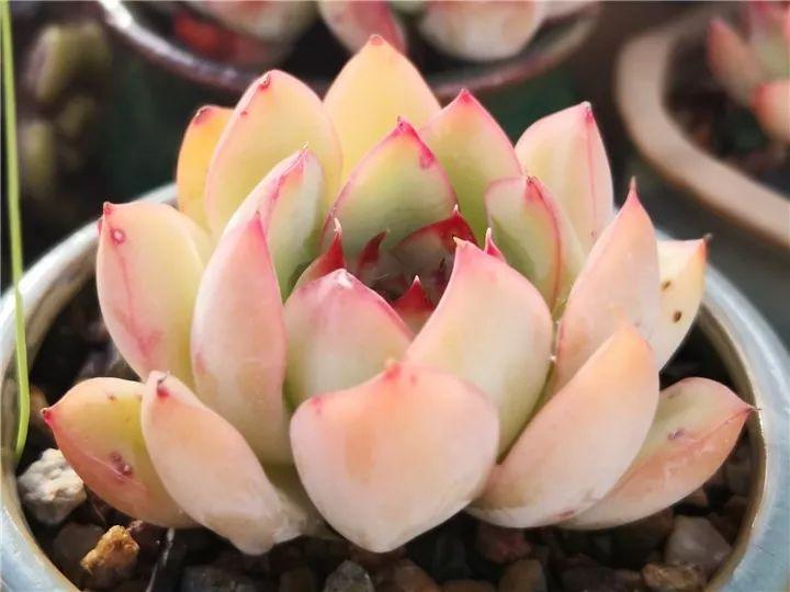 100种常见多肉的养法图片大全,60种好度夏的多肉植物