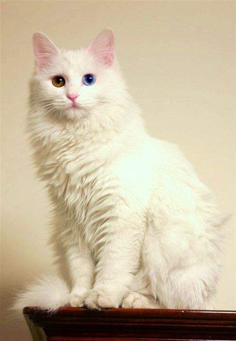 中华田园猫和狸花猫有什么区别,古代中华田园猫排行