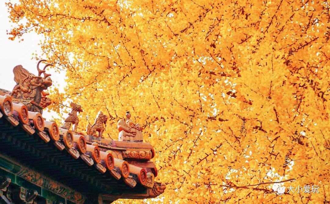 北京红螺寺银杏最佳观赏时间,北京赏银杏景区有哪些