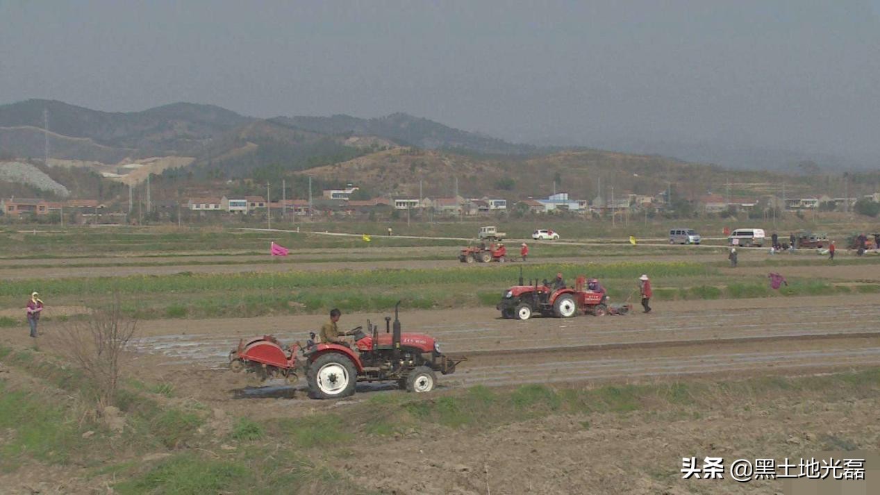 20块钱一袋的玉米种,20元一袋玉米