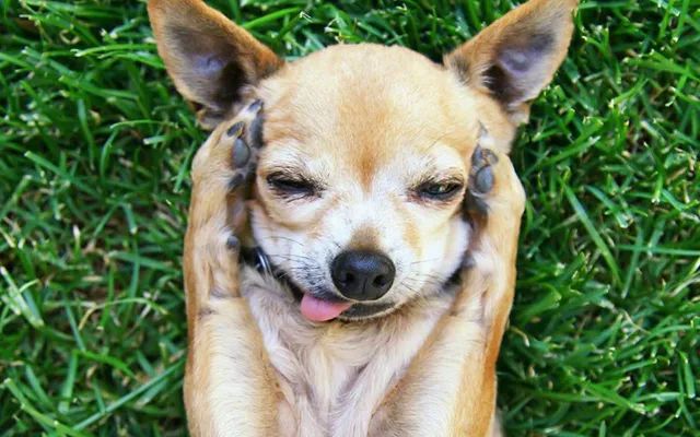 又一只狗被棉签掏聋:主人处理的方法,比耳螨更可怕