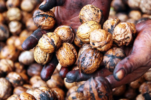 核桃全身都是宝,核桃全身是宝有什么作用