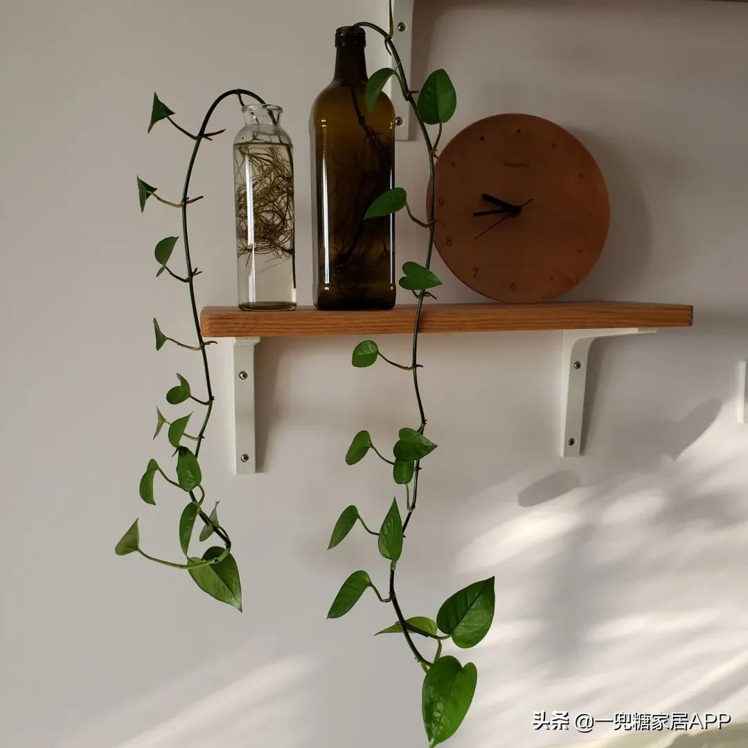 手残党绿植大全,给大家推荐几款超好养的绿植