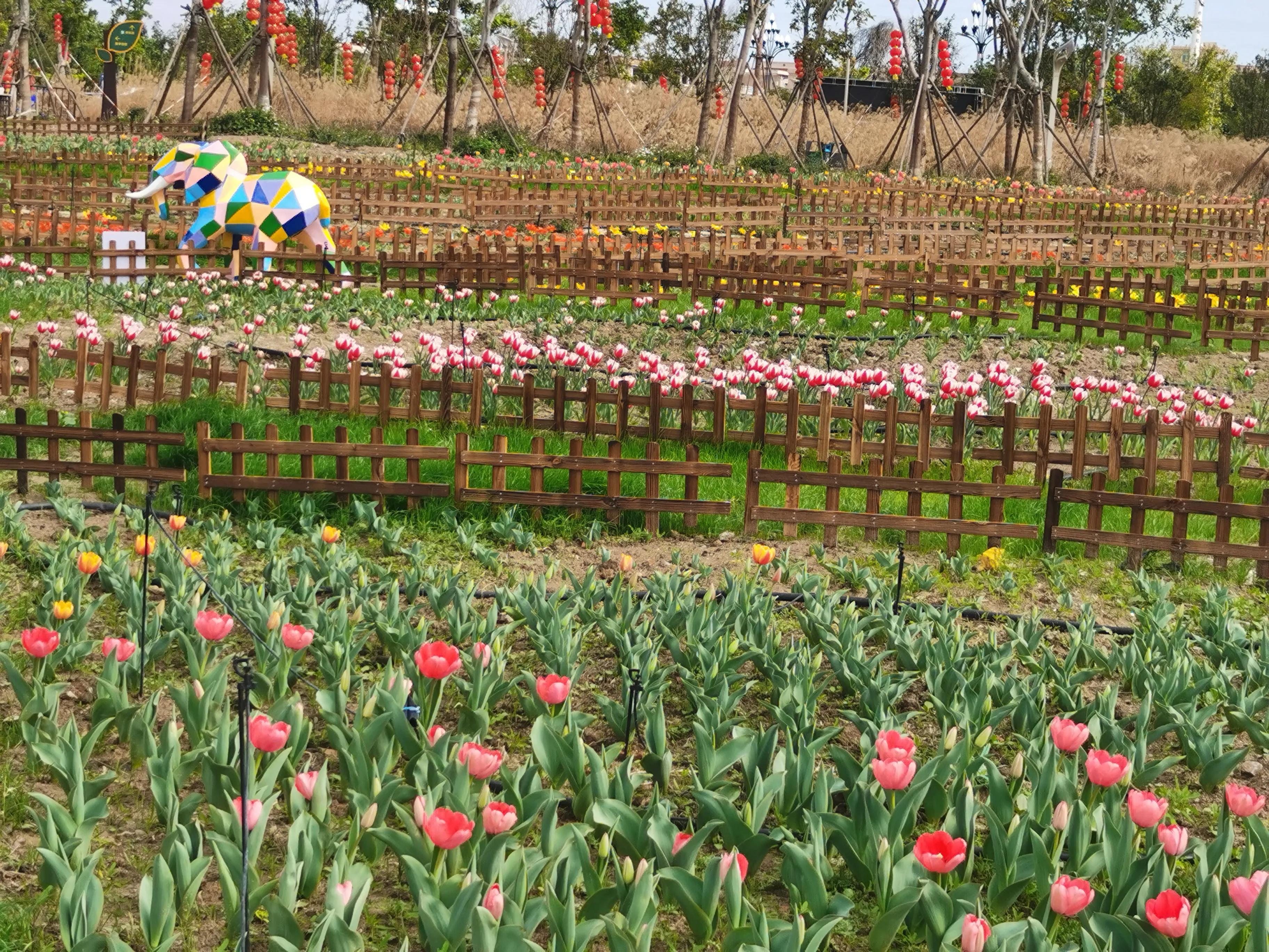 美丽郁金香花海,美丽郁金香gullale小程序