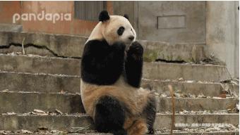 72万年薪!招聘演员假扮熊猫?网友炸了,动物园急了