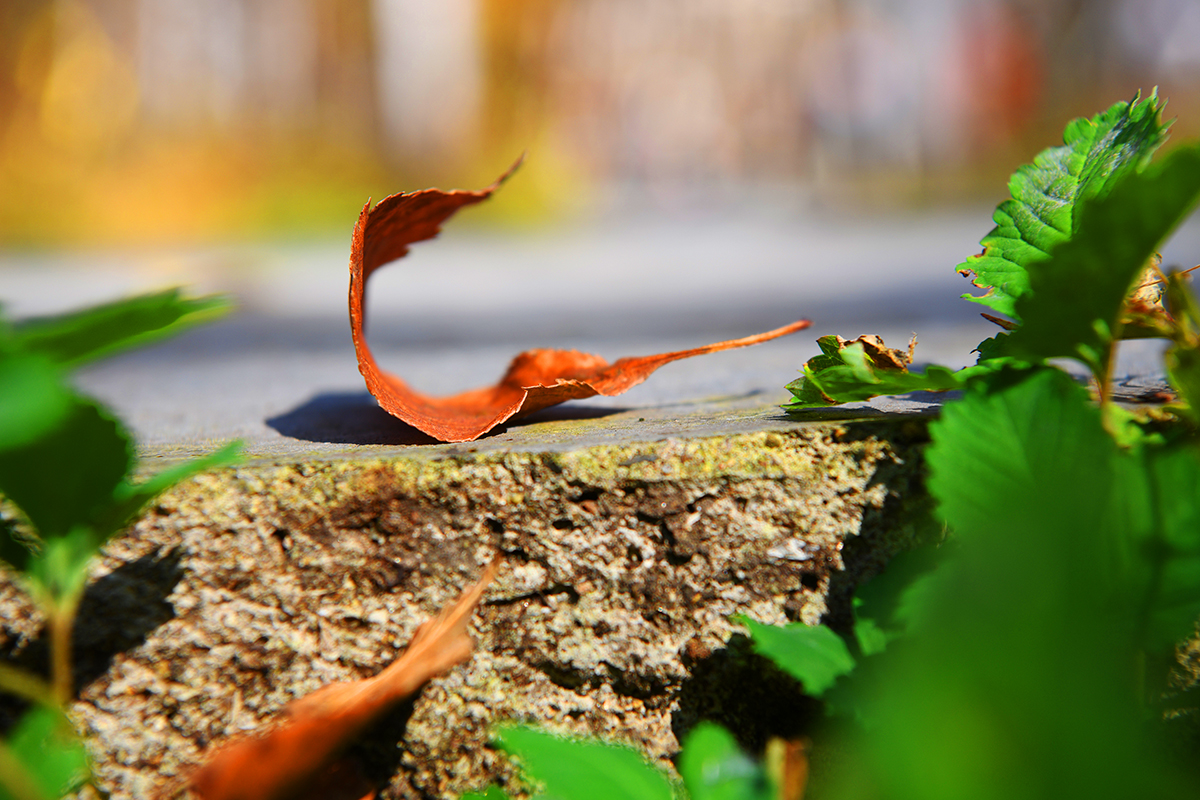落英缤纷是落花吗,落英缤纷是叶子吗