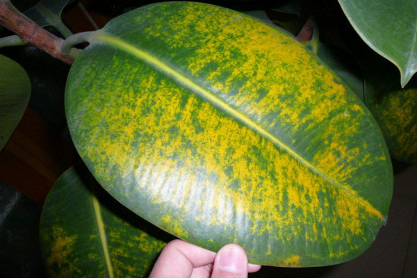 橡皮树叶子发黄怎么办,橡皮树叶子发红发黄怎么办