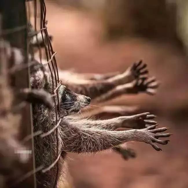 外媒炸裂！奢侈品全面*制抵**皮草，只为让更多人意识到背后的残酷