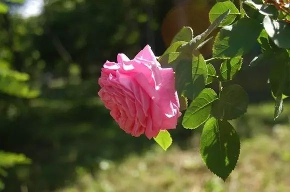 经纬厂小上海,榆次小王国