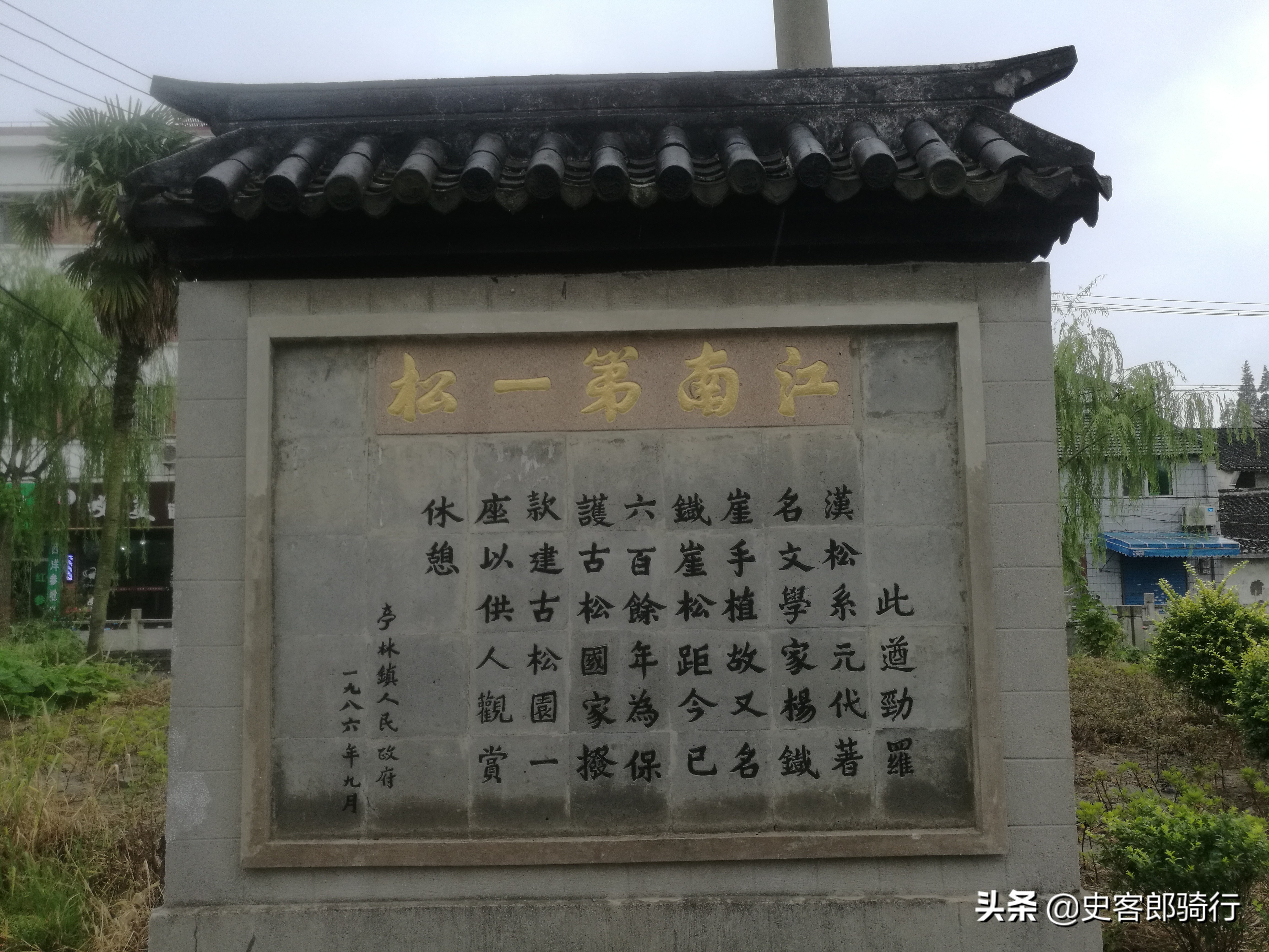 上海骑行看樱花,坐车看上海夜景