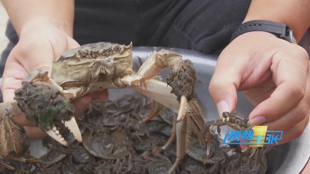 阳澄湖大闸蟹捕捞现场,大闸蟹捕捞现场