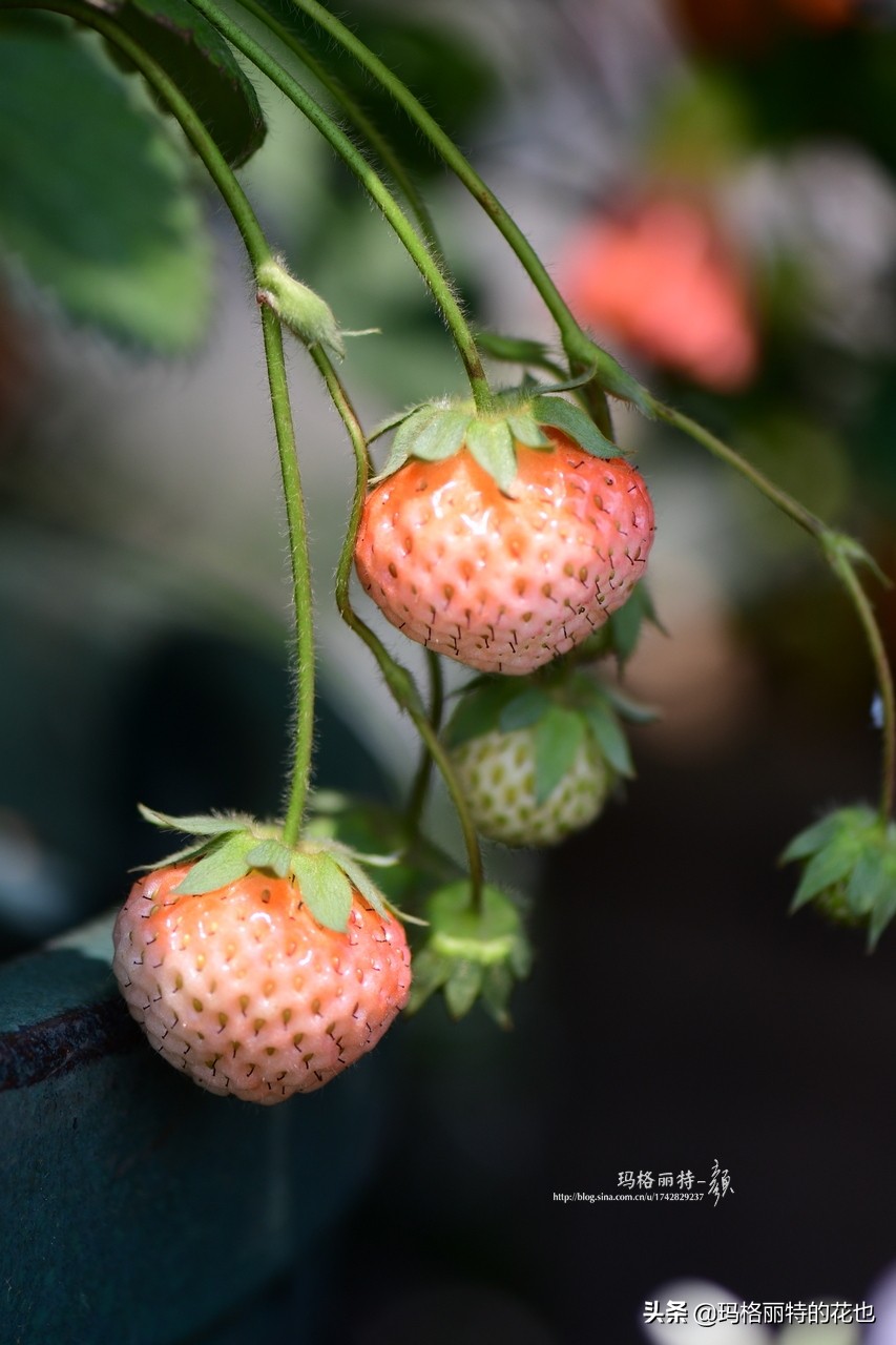 花园里种树莓吗,树莓在庭院里如何种植