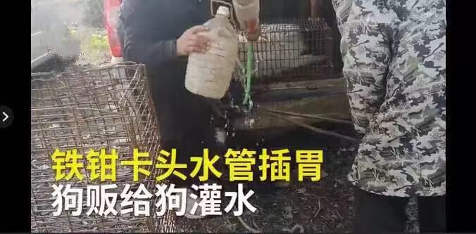太残忍！掰开嘴插水管，给狗灌水只为多赚30元狗肉钱