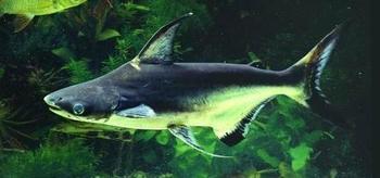 十大最好看的观赏鱼图片大全,十种最漂亮的观赏鱼图片