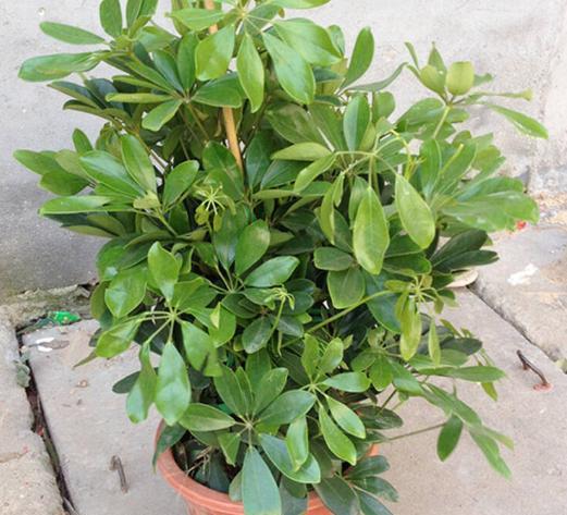 鸭掌木叶子发黄的补救方法,鸭掌木叶子发黄脱落要换盆吗