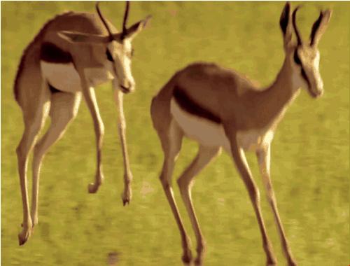 全球十大最受欢迎的野生动物园,伦敦十大动物园