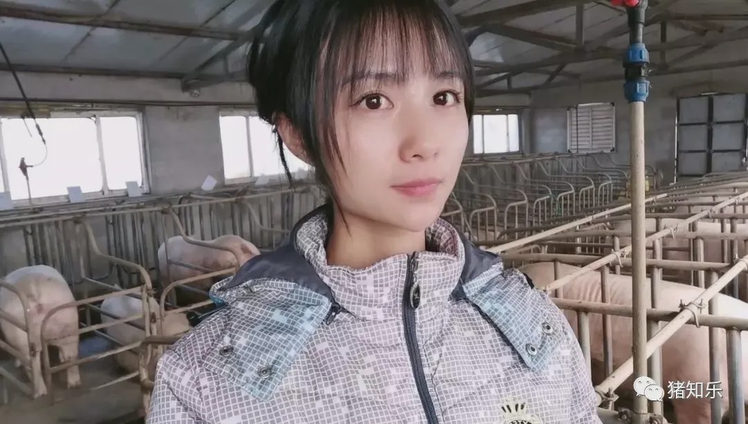 养猪的简单问答,猪易养猪知识大讲堂