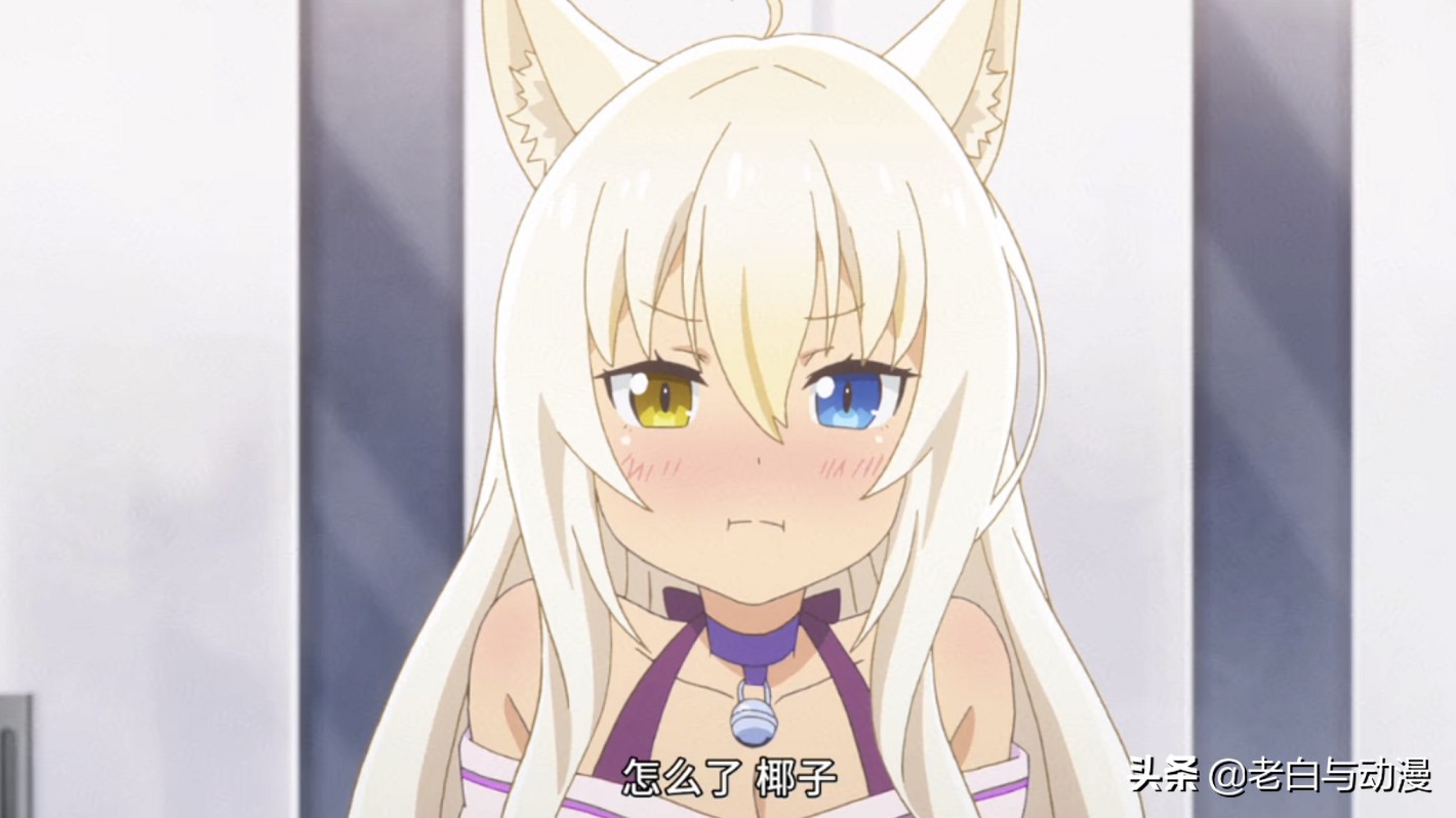 这才是猫奴必看动漫,动漫猫娘超可爱