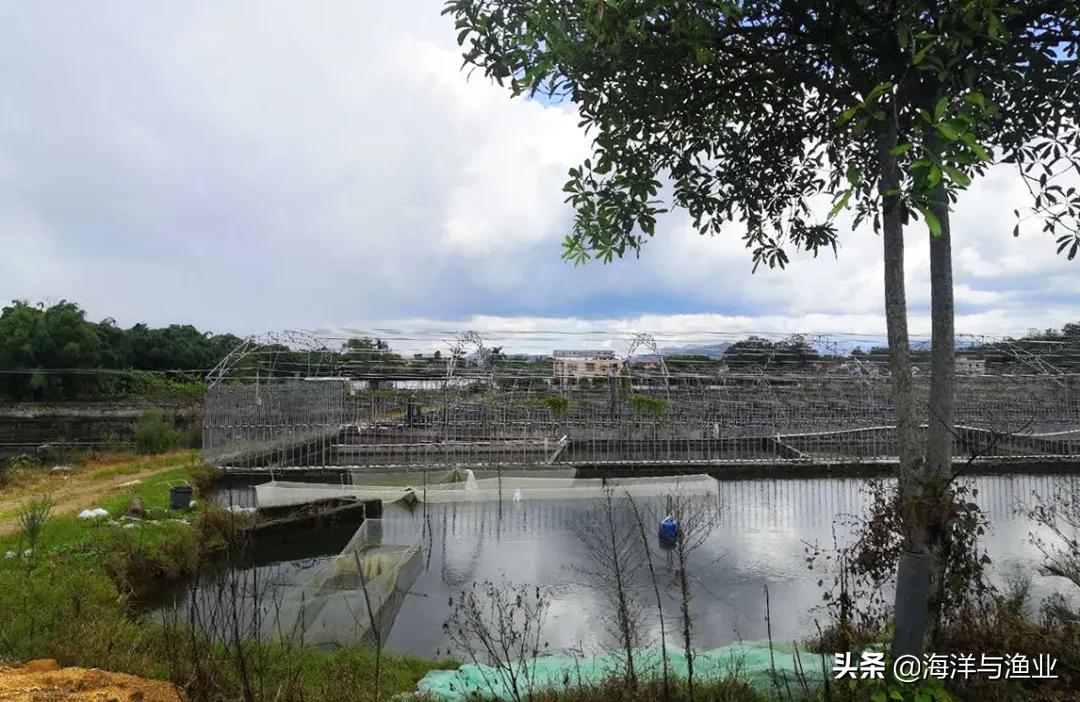 广东淡水白鲳鱼苗养殖,广州淡水鲳鱼苗养殖基地