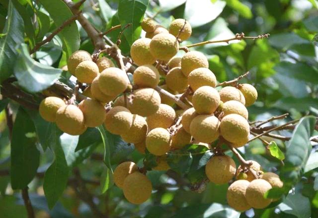 养花不如养蘑菇,养花不如种水果