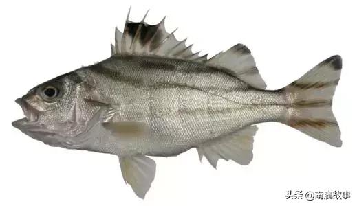 南澳渔民出海最常见的50种海鱼，都吃过，你就能退休了！