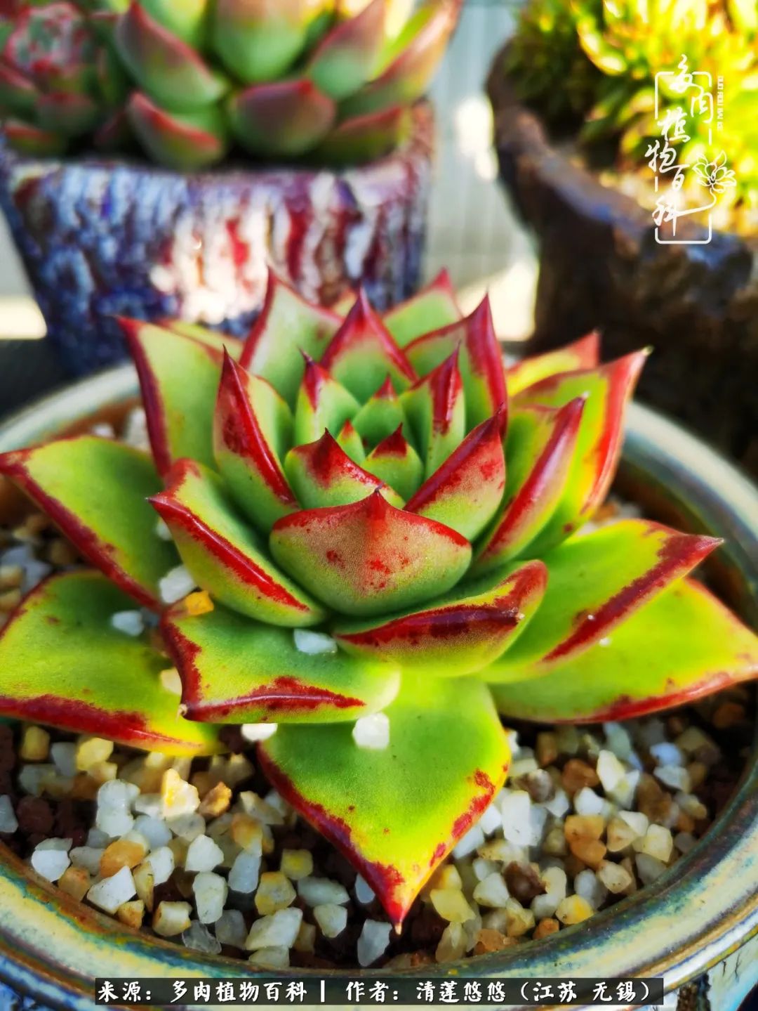 可爱多肉的露脸照,多肉大合照视频