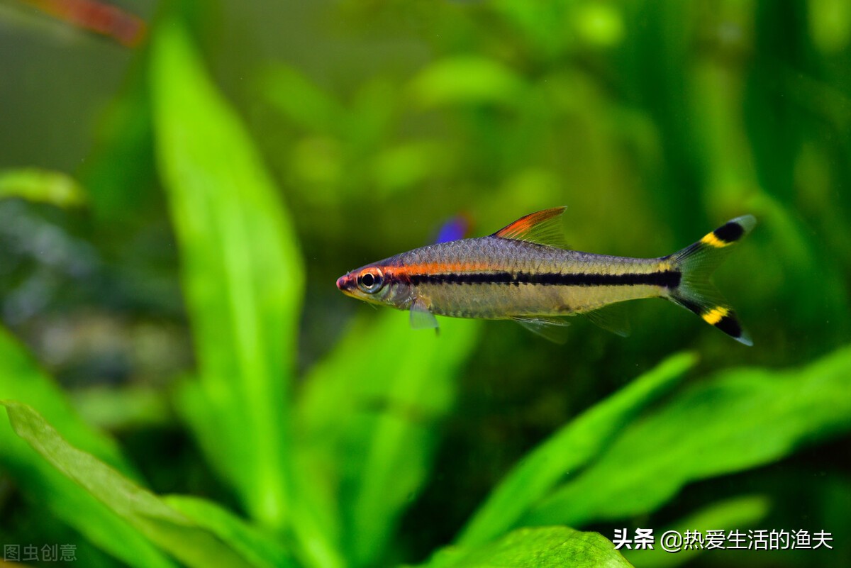 热带鱼换水可以用燃淋换水吗,养观赏鱼换水方法