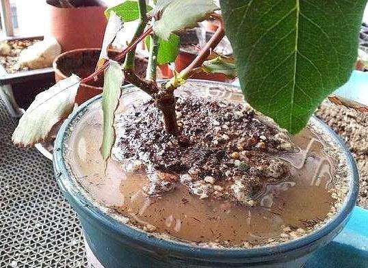 土壤雨后板结如何给土壤松土,土壤板结自制肥料松土