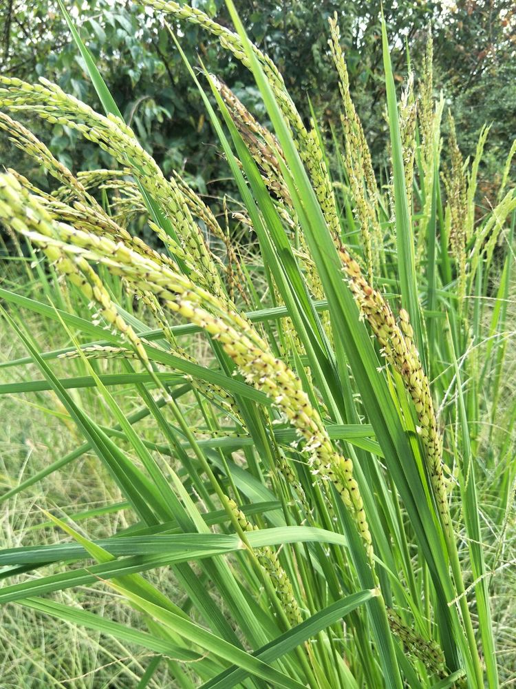 种地用的自制酵素,酵素种地效果怎么样