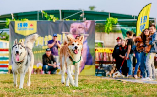 单身汪的逆袭,单身汪实力