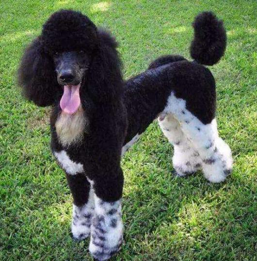 六种贵宾犬,哪种颜色的贵宾好看