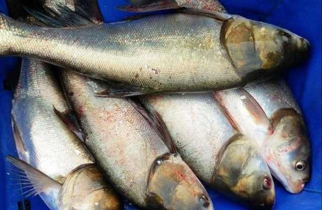 农村吃鱼俗话：“花鲢头，草鱼腰，乌鱼脑壳你莫挑”，是啥意思？