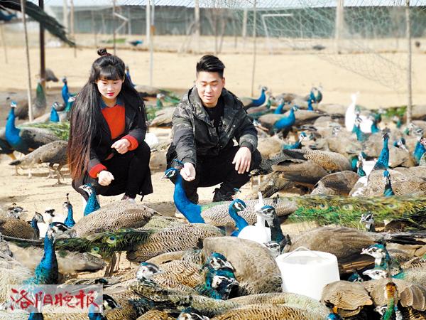 洛阳90后小伙返乡创业养孔雀,养孔雀能挣多少钱