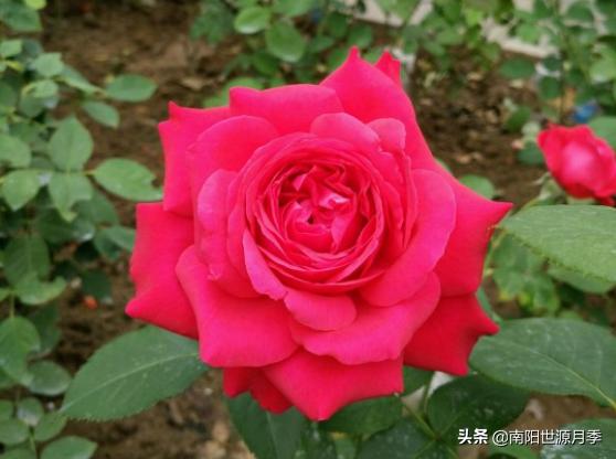 送你100朵玫瑰花,玫瑰花送谁都浪漫唯独送你不一样